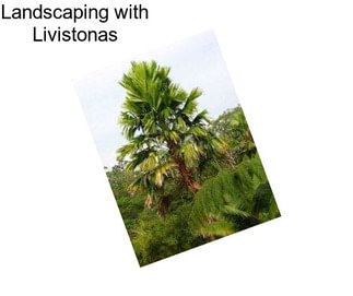 Landscaping with Livistonas