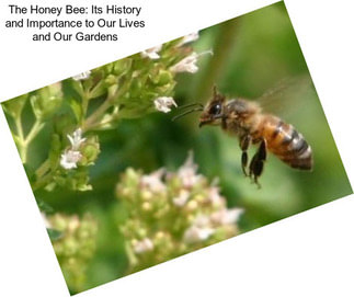 The Honey Bee: Its History and Importance to Our Lives and Our Gardens