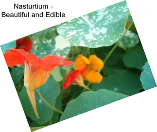 Nasturtium - Beautiful and Edible