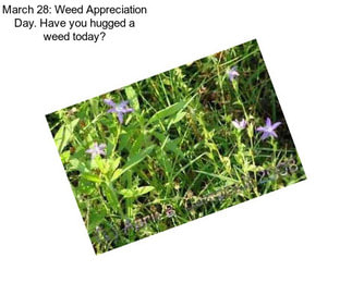 March 28: Weed Appreciation Day. Have you hugged a weed today?