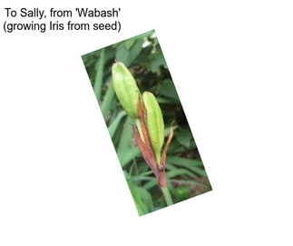 To Sally, from \'Wabash\' (growing Iris from seed)