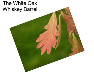 The White Oak Whiskey Barrel