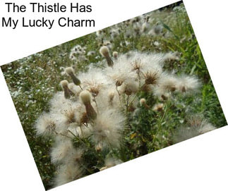 The Thistle Has My Lucky Charm