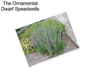 The Ornamental Dwarf Speedwells