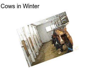 Cows in Winter