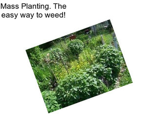Mass Planting. The easy way to weed!