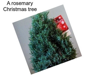 A rosemary Christmas \