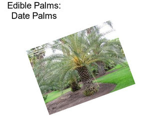 Edible Palms: Date Palms