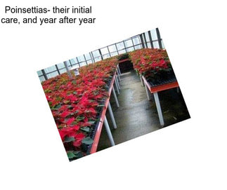 Poinsettias- their initial care, and year after year