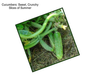 Cucumbers: Sweet, Crunchy Slices of Summer