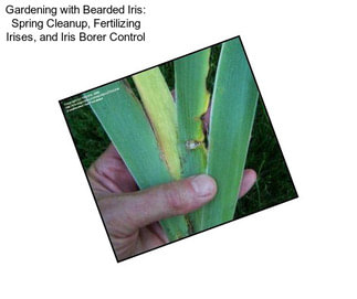 Gardening with Bearded Iris: Spring Cleanup, Fertilizing Irises, and Iris Borer Control