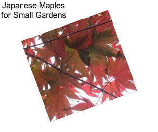 Japanese Maples for Small Gardens