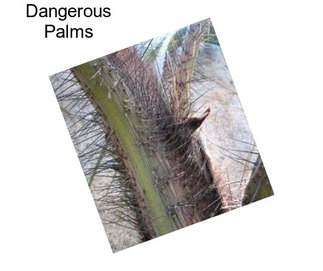 Dangerous Palms