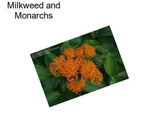 Milkweed and Monarchs