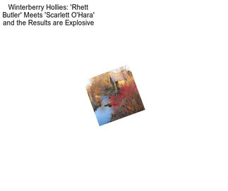 Winterberry Hollies: \'Rhett Butler\' Meets \'Scarlett O\'Hara\' and the Results are Explosive