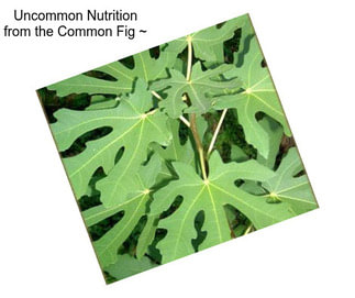 Uncommon Nutrition from the Common Fig ~