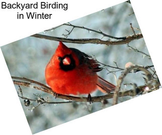 Backyard Birding in Winter