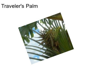 Traveler\'s Palm