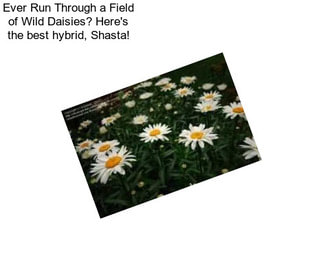 Ever Run Through a Field of Wild Daisies? Here\'s the best hybrid, Shasta!