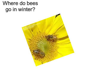 Where do bees go in winter?