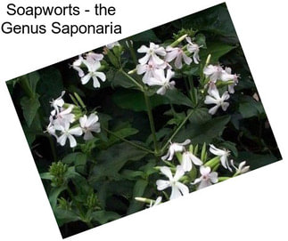 Soapworts - the Genus Saponaria