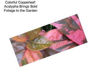 Colorful Copperleaf: Acalypha Brings Bold Foliage to the Garden