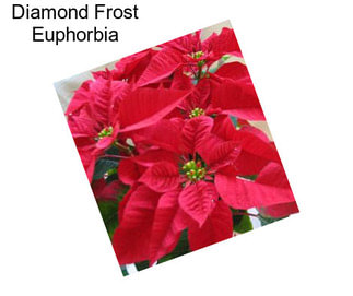 Diamond Frost Euphorbia