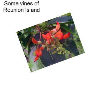 Some vines of Reunion Island