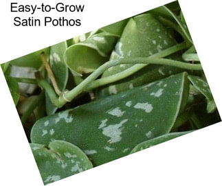 Easy-to-Grow Satin Pothos