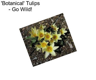 \'Botanical\' Tulips - Go Wild!