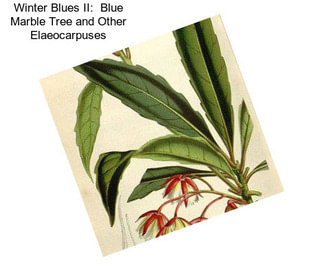 Winter Blues II:  Blue Marble Tree and Other Elaeocarpuses