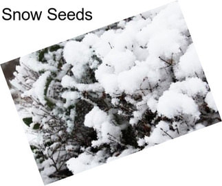 Snow Seeds