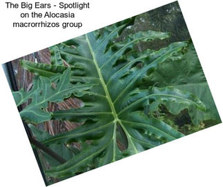 The Big Ears - Spotlight on the Alocasia macrorrhizos group