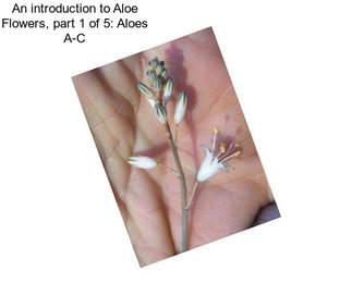 An introduction to Aloe Flowers, part 1 of 5: Aloes A-C