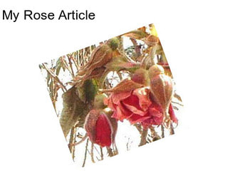 My Rose Article