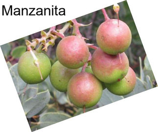 Manzanita