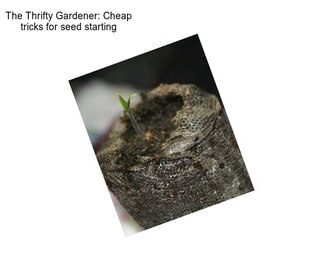 The Thrifty Gardener: Cheap tricks for seed starting