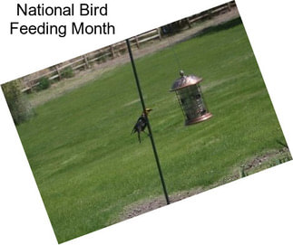 National Bird Feeding Month