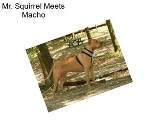 Mr. Squirrel Meets Macho