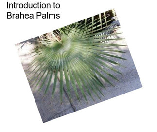 Introduction to Brahea Palms