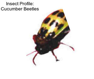 Insect Profile: Cucumber Beetles