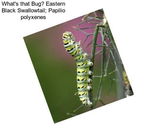 What\'s that Bug? Eastern Black Swallowtail; Papilio polyxenes