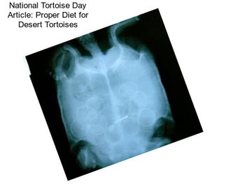 National Tortoise Day Article: Proper Diet for Desert Tortoises
