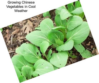 Growing Chinese Vegetables in Cool Weather