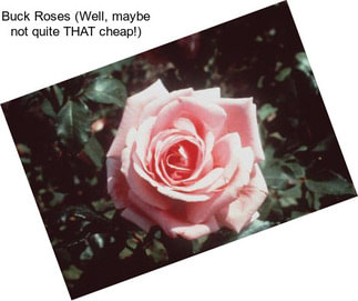 Buck Roses (Well, maybe not quite THAT cheap!)