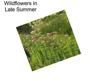 Wildflowers in Late Summer
