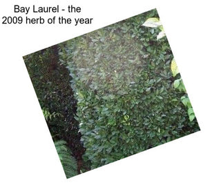 Bay Laurel - the 2009 herb of the year
