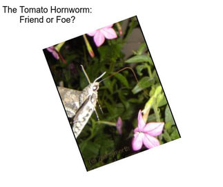 The Tomato Hornworm: Friend or Foe?