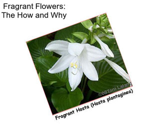 Fragrant Flowers: The How and Why