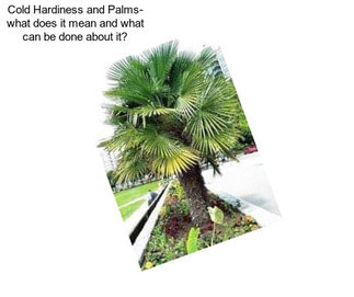 Cold Hardiness and Palms- what does it mean and what can be done about it?